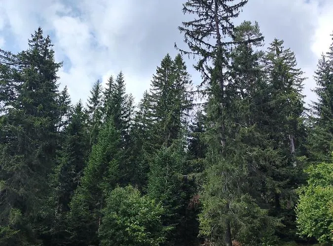 فيلة Carobna Suma Tara